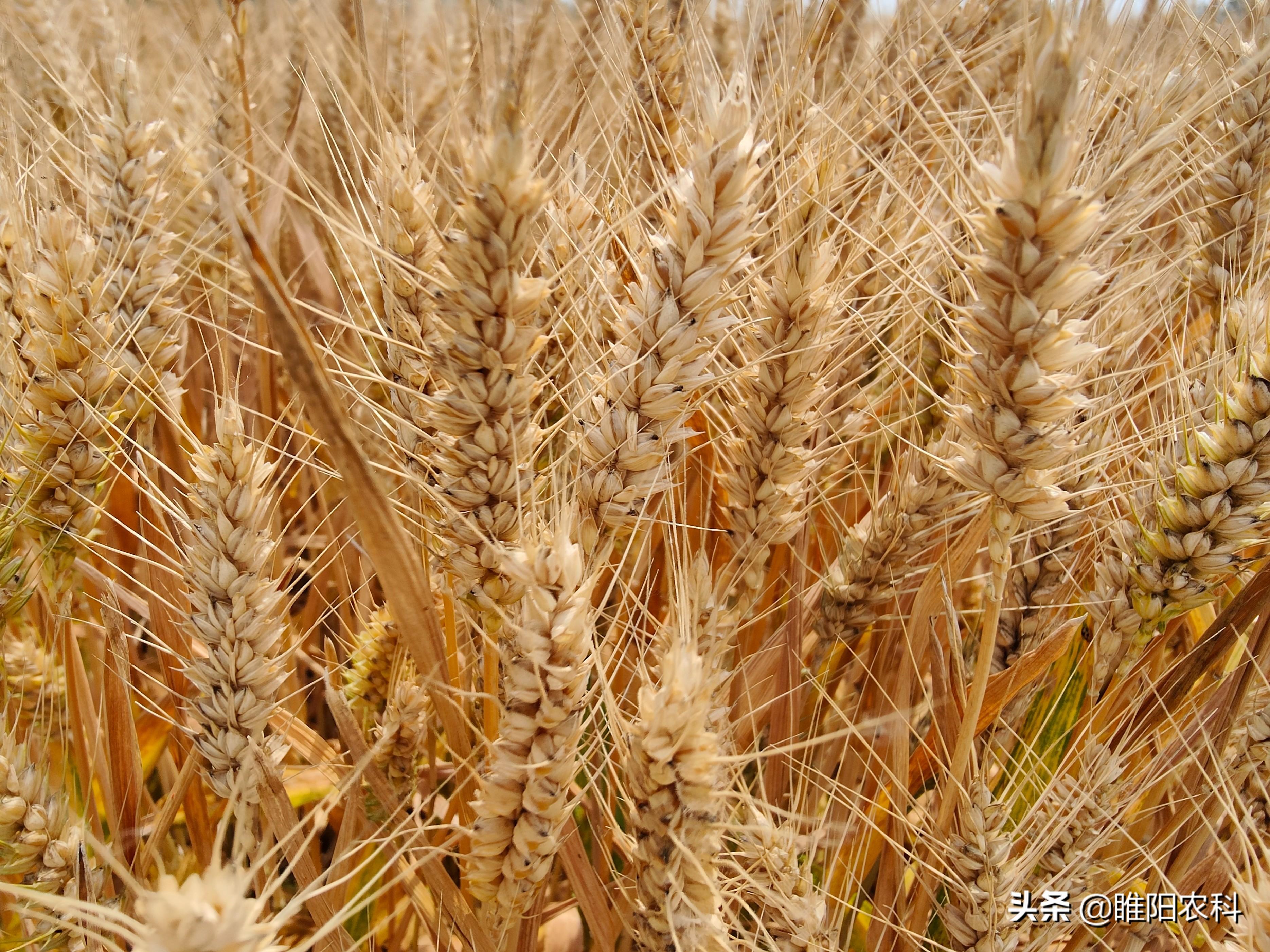高产小麦品种排行榜，优质小麦都有哪些