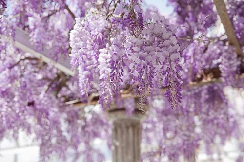 白色紫罗兰的寓意和象征，白色紫罗兰的花语是什么意思