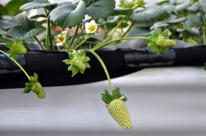 盆栽草莓的养殖方法和注意事项，新手该怎么养盆栽草莓