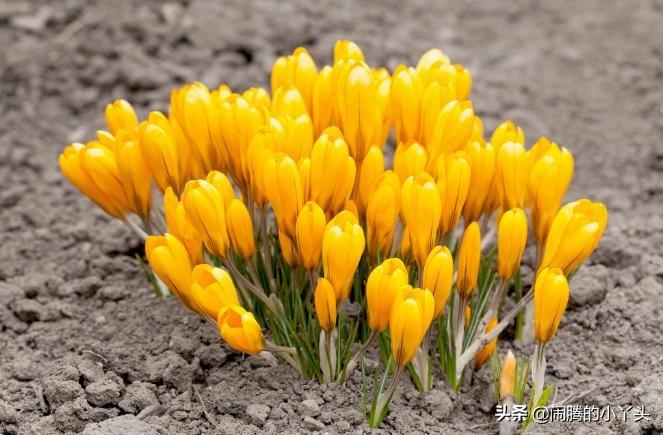 黄番红花花语，黄番红花代表的含义是什么