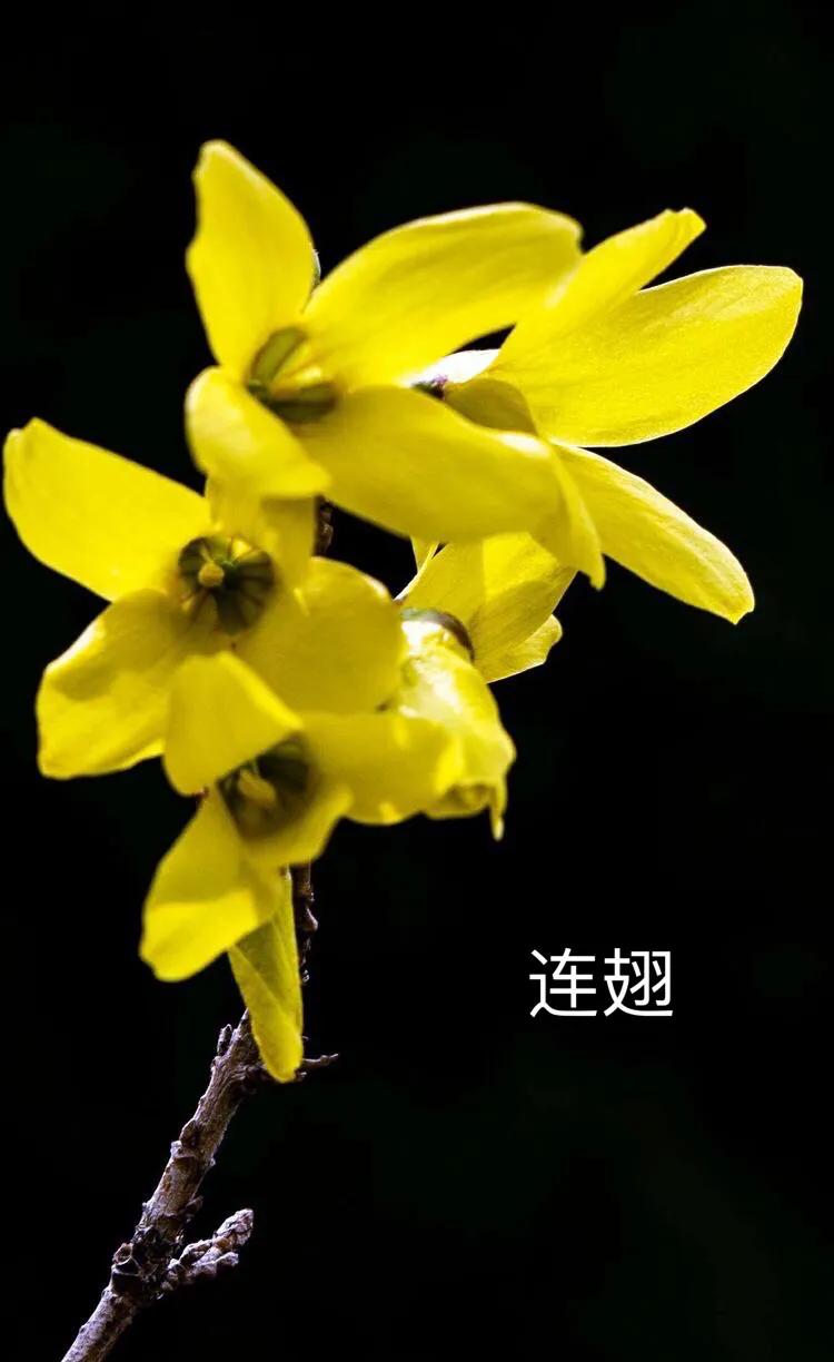迎春花有几个品种，了解迎春花的种类与区别