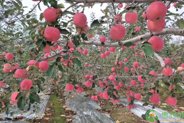 洛川苹果几月份成熟，洛川苹果的采摘时间在什么时候