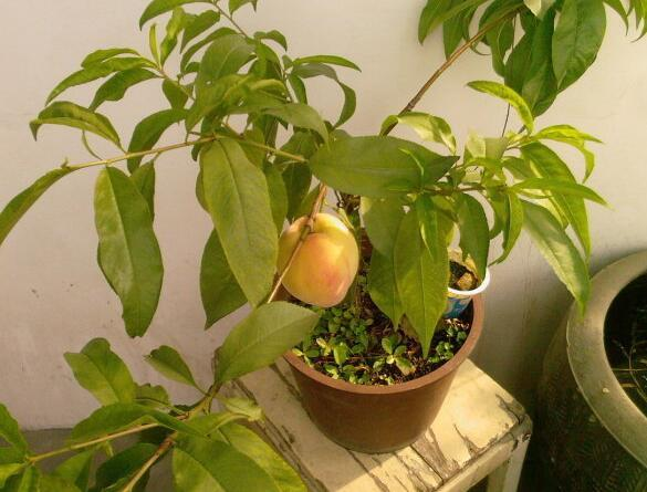桃子核怎么种才会发芽，桃子核如何好发芽柿子花图片