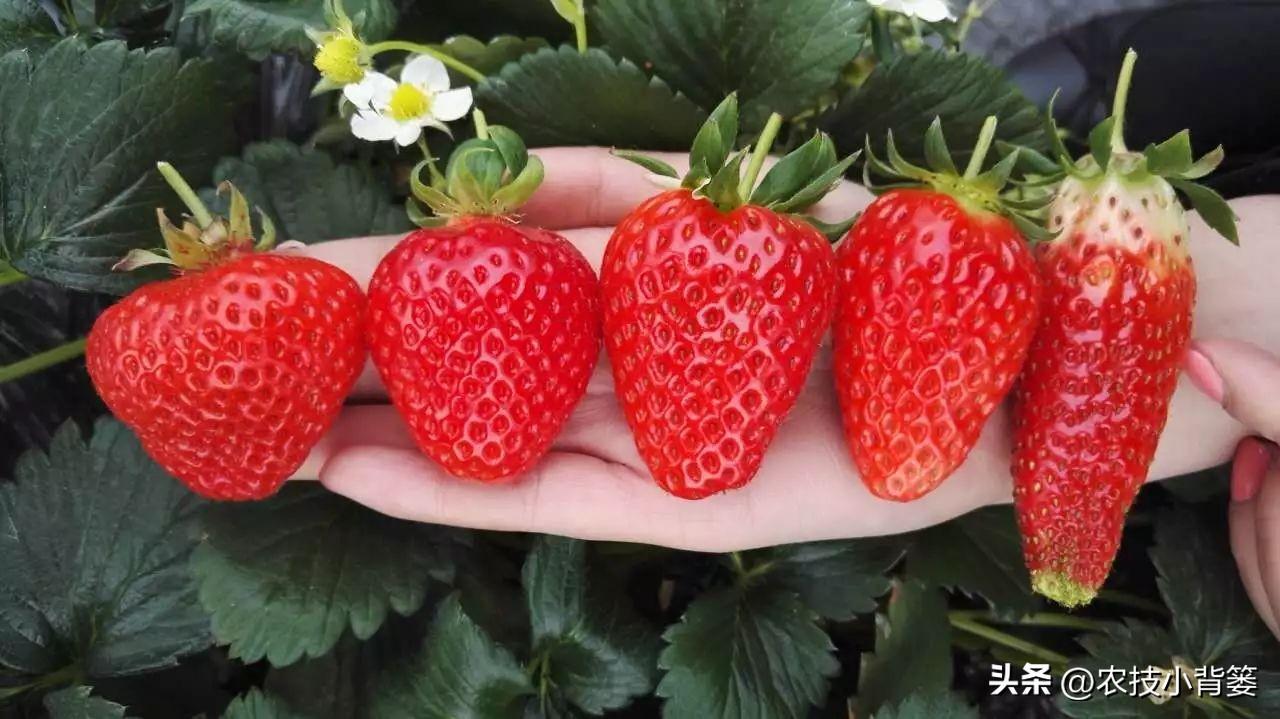 草莓喜欢酸性还是碱性土壤，草莓生长环境的介绍
